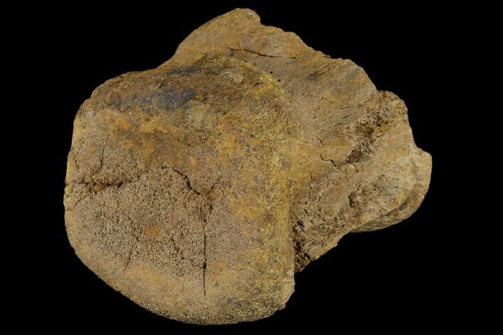 Unidentified Dinosaur Caudal Vertebra - Aguja Formation, Texas #116735